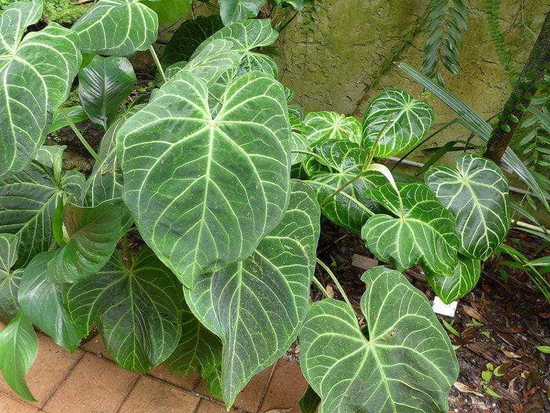 Anthurium Magnificum