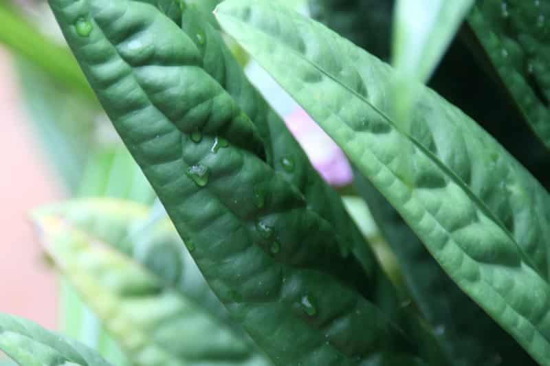 Anthurium Superbum (Bird’s Nest)