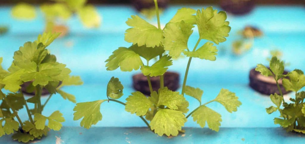 Hydroponics - 18 Product Reviews and Buying Guide