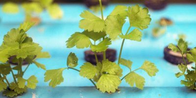 Hydroponics - 18 Product Reviews and Buying Guide