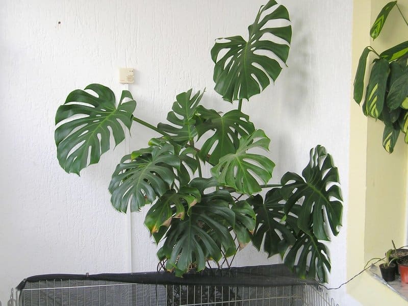 Monstera Deliciosa Light and Temperature Requirements