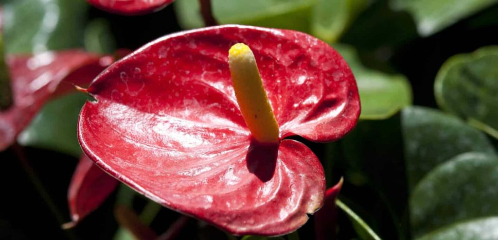 15+ Stunning Anthurium Varieties You Need to Know About
