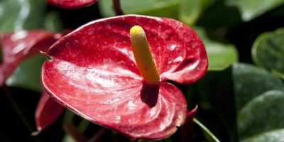 15+ Stunning Anthurium Varieties You Need to Know About