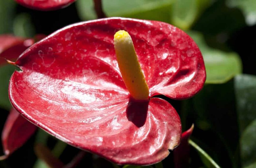 15+ Stunning Anthurium Types You Can Grow Indoors