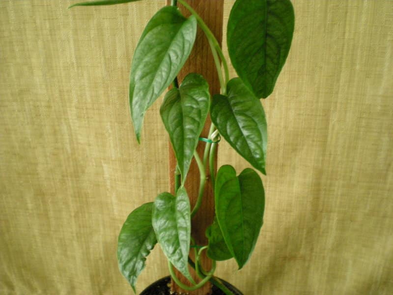 Monstera Siltepecana Pruning