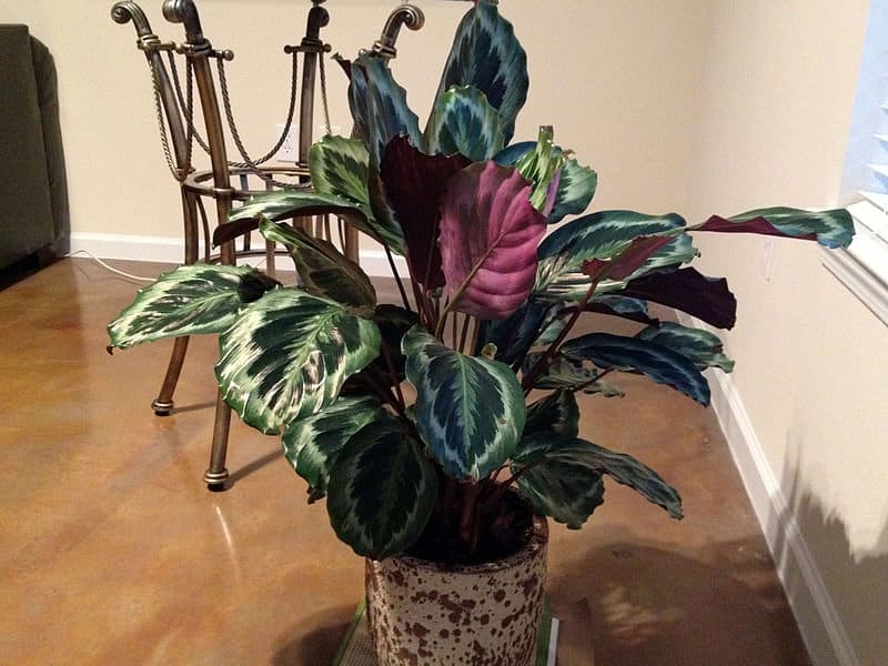 How to grow Calathea