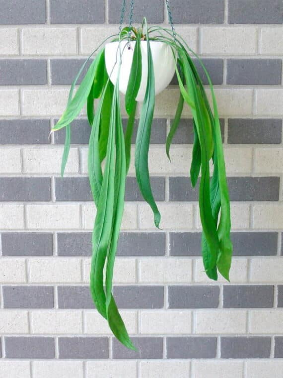 Anthurium Vittarifolium