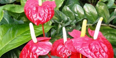 Anthurium