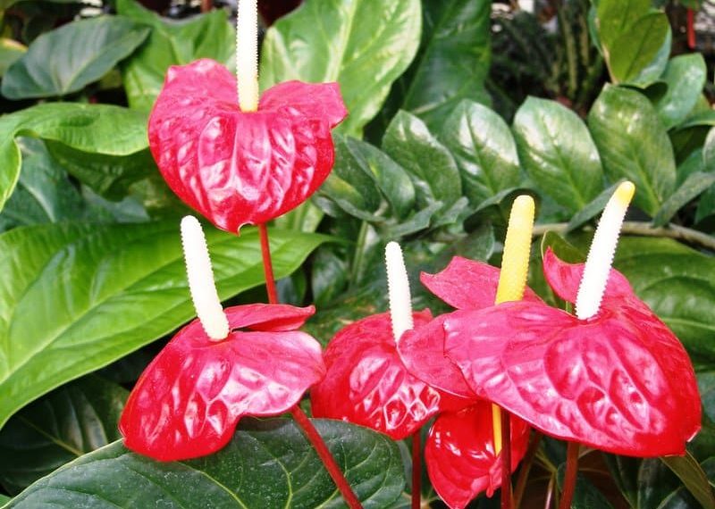 Anthurium Plant Care