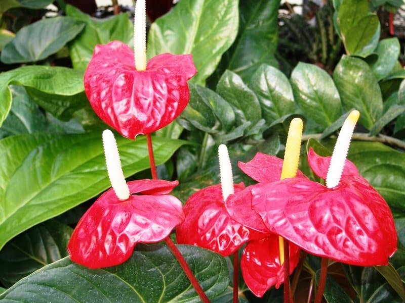 Anthurium