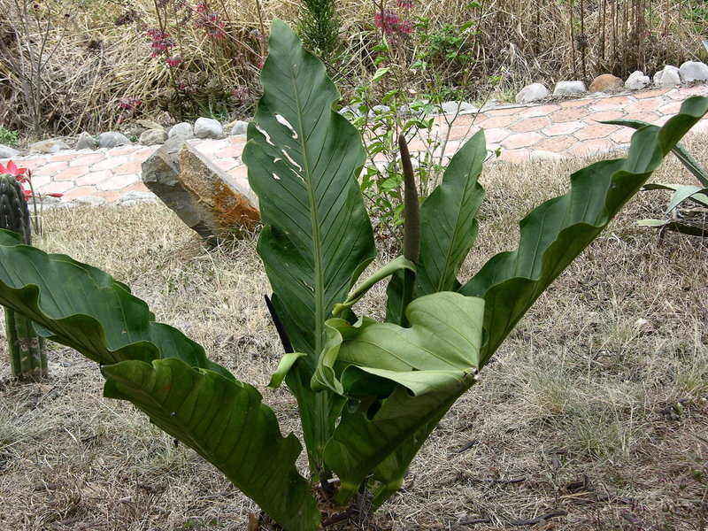 Anthurium Pachyneurium (Big Red Bird)