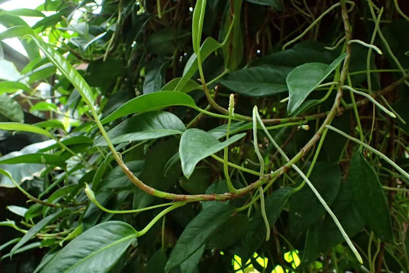 Anthurium Scandens (Pearl Laceleaf)