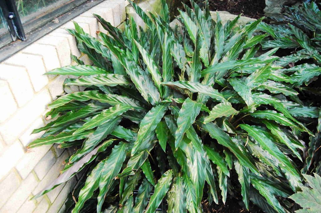 Calathea Rufibarba - How to Care for Velvet Calathea