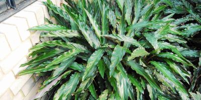 Calathea Rufibarba - How to Care for Velvet Calathea