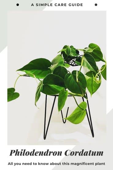 Philodendron Cordatum Care guide