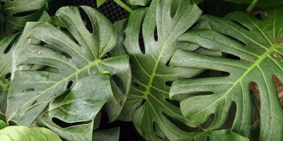 Monstera Deliciosa Ultimate Care Guide