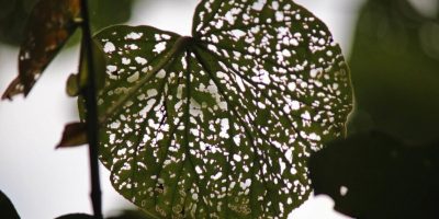 How to Get Rid of Bugs on Indoor Plants