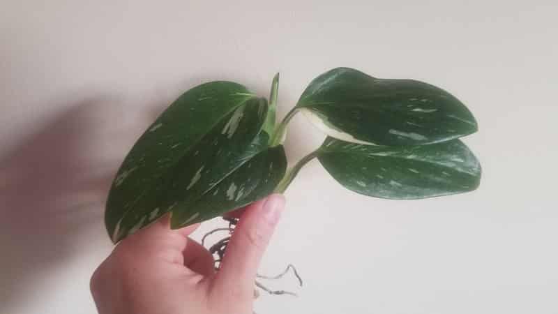 Monstera Standleyana
