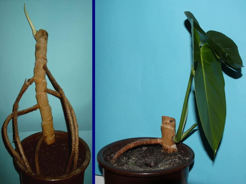 Monstera Deliciosa Propagation