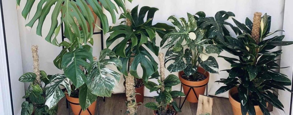 10+ Monstera Varieties You Can Grow Indoors