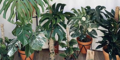 10+ Monstera Varieties You Can Grow Indoors