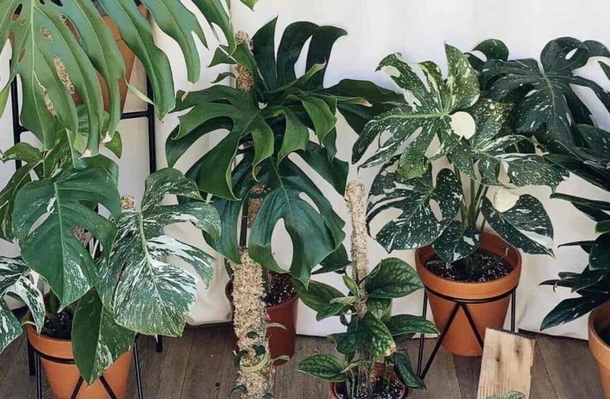 13 Types Of Monstera You Can Grow Indoors