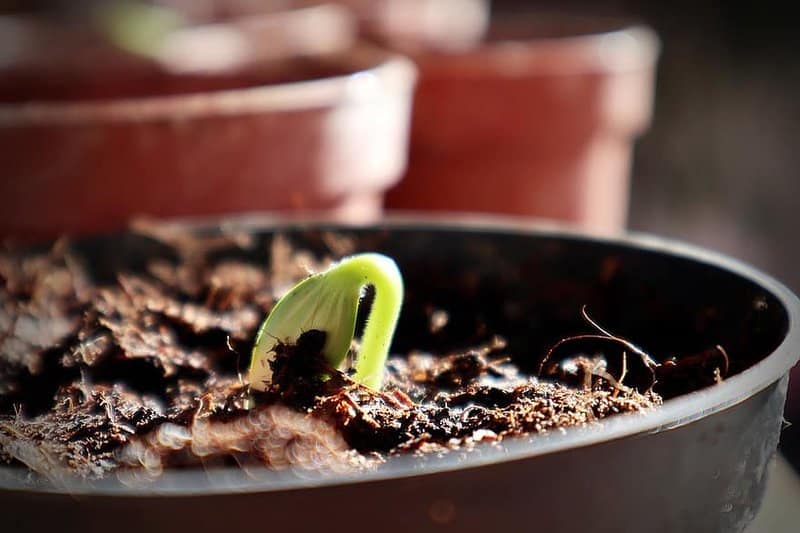 Propagating Calathea