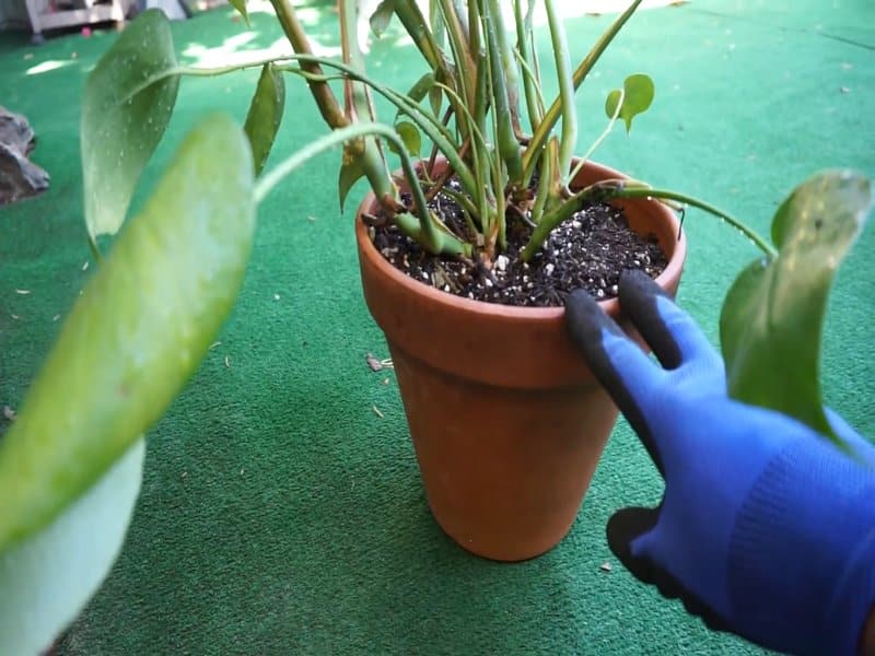 Monstera Deliciosa Terracotta Pot