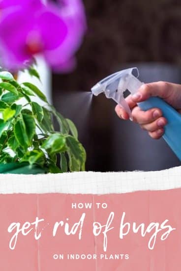 How to Get Rid of Bugs on Indoor Plants