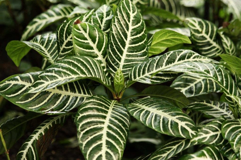 Calathea Guide - How to care for Calathea plants