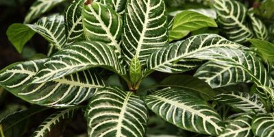 Calathea Guide - How to care for Calathea plants