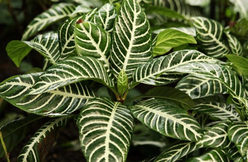 Calathea Guide – How to Care for Calathea Plants