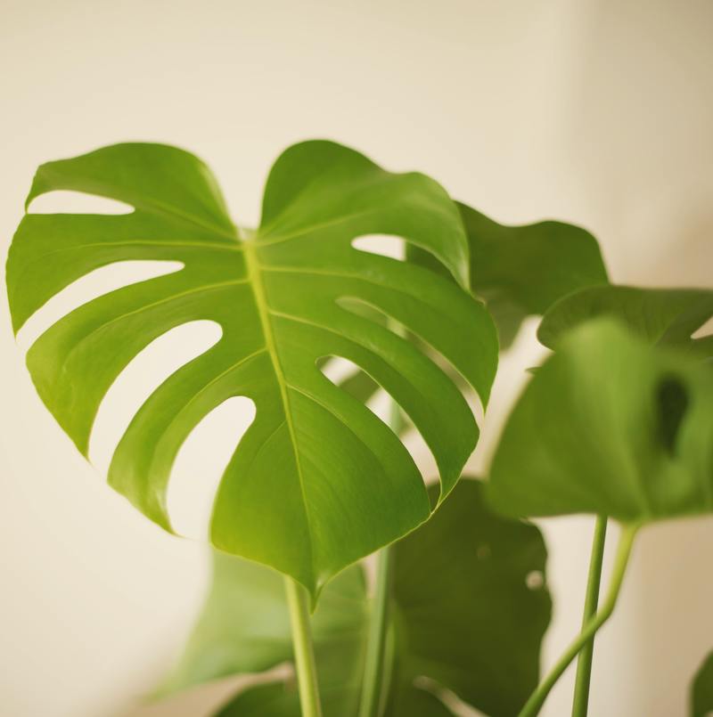 Light and Temperature Requirements of Monstera Borsigiana