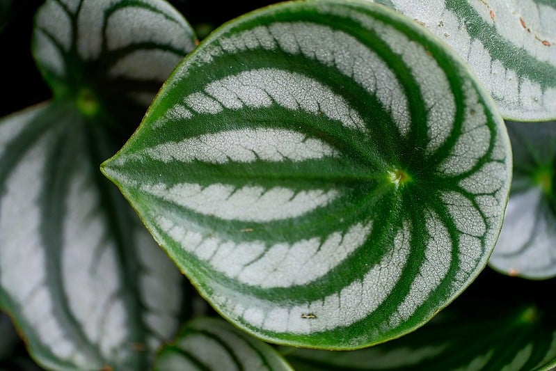Repotting Watermelon Peperomia