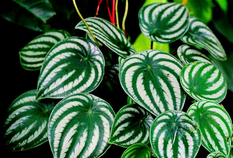 Common Issues with Watermelon Peperomia