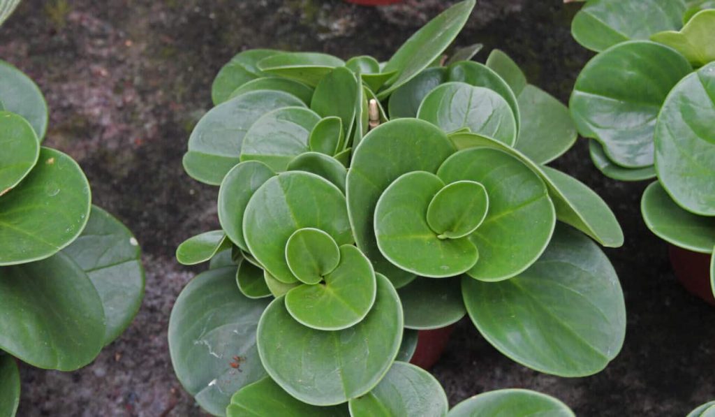 Peperomia obtusifolia