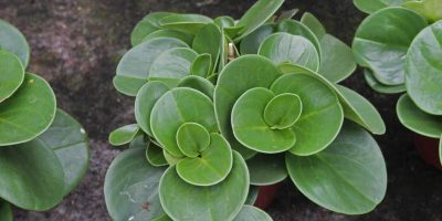 Peperomia obtusifolia