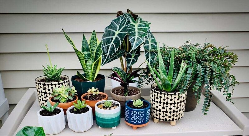 Houseplants for Direct Sunlight