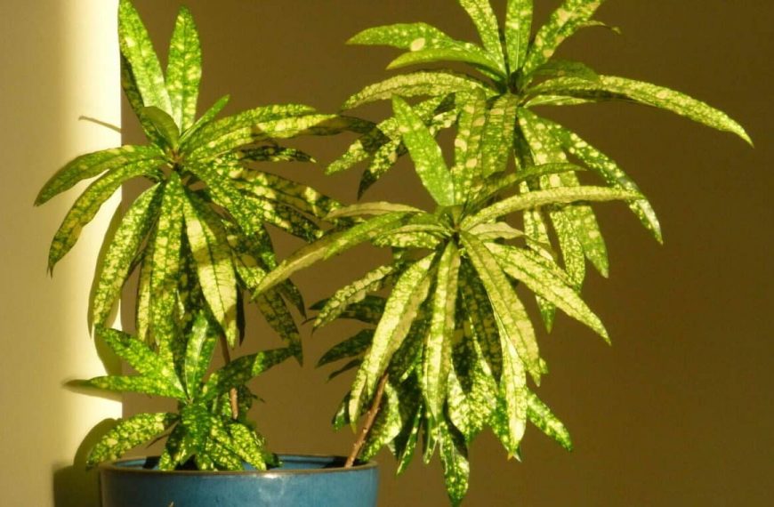 20 House Plants That Like Direct Sunlight – Ultimate List