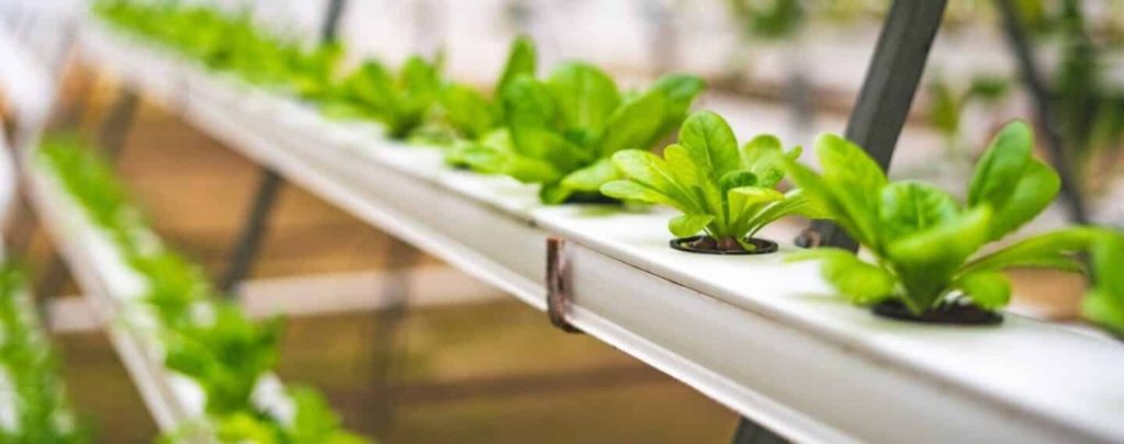 Best Air Pumps For Hydroponics