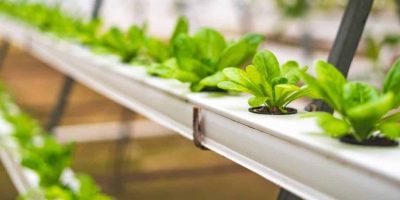 Best Air Pumps For Hydroponics