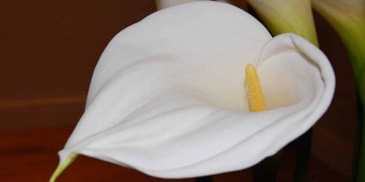 Peace Lily Black or Brown Flowers