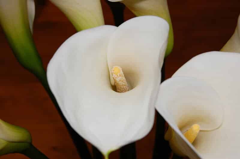 Peace Lily Flower Lifespan