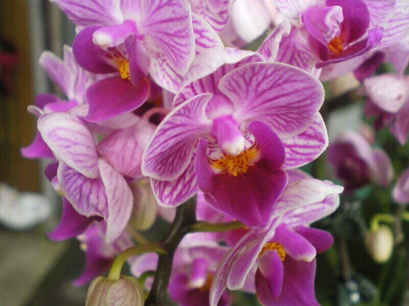 Orchid Nutrient Insufficiency