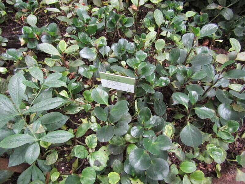 Peperomia obtusifolia leaves