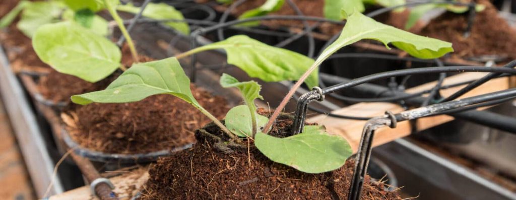 Best Water Chiller for Hydroponics