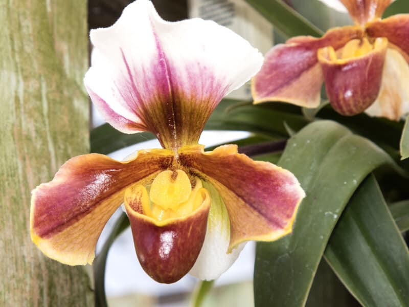 Yellowing Orchid Leaves Causes and Fixes