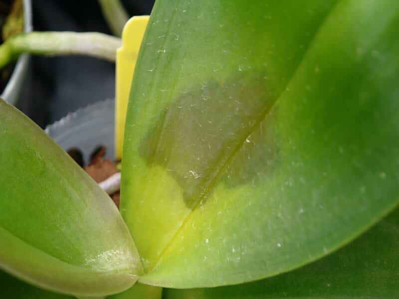 Orchid Infections