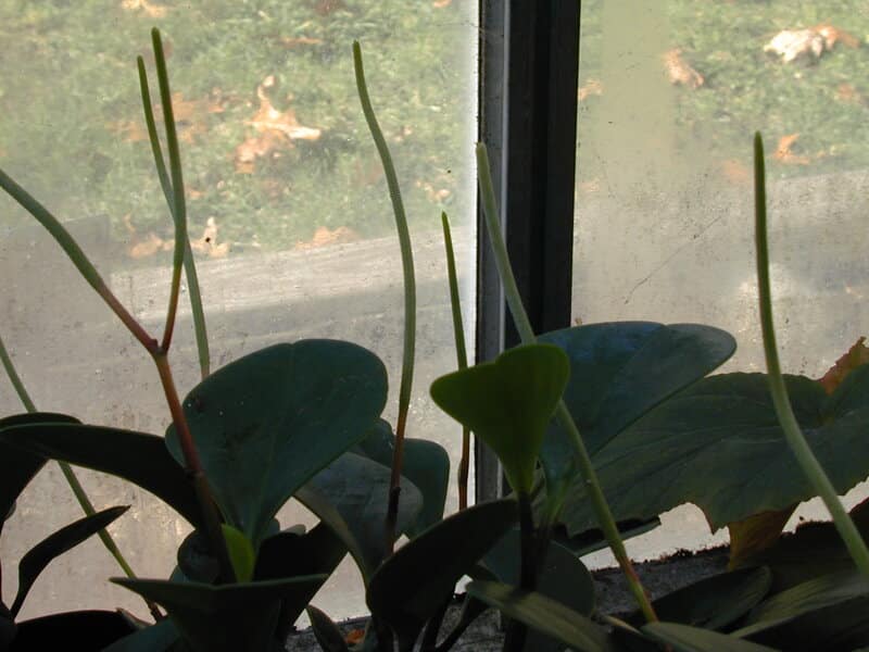 Peperomia obtusifolia sunlight