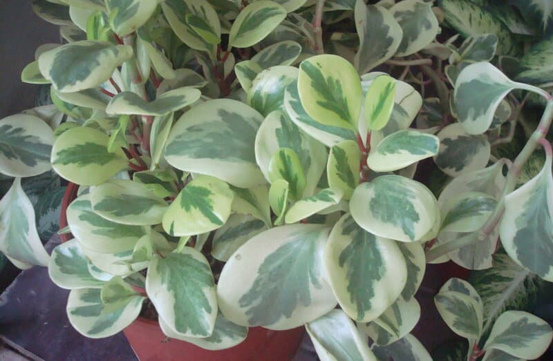 Peperomia obtusifolia variegated